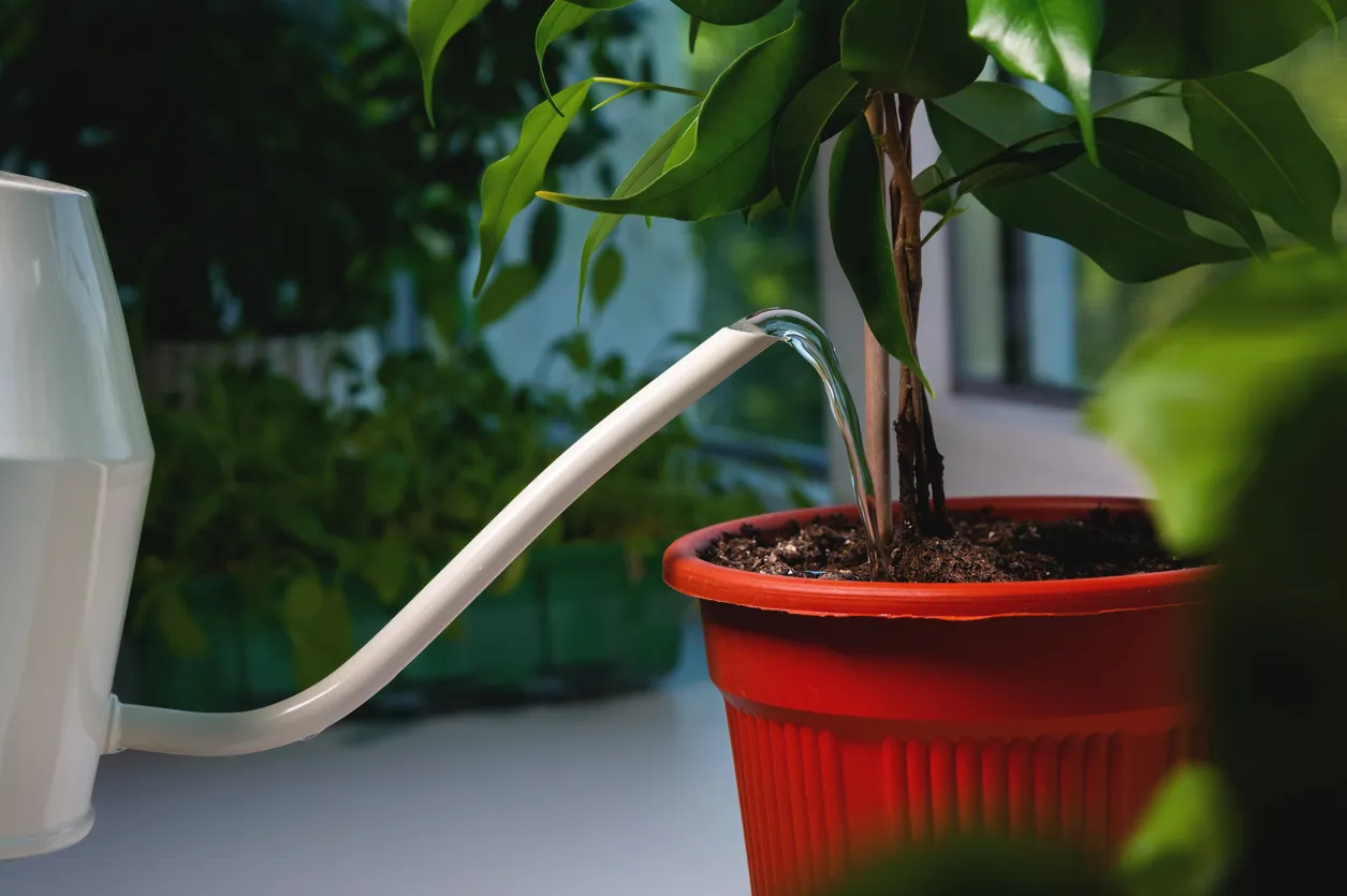 Russian Students Develop Automated Plant Care System