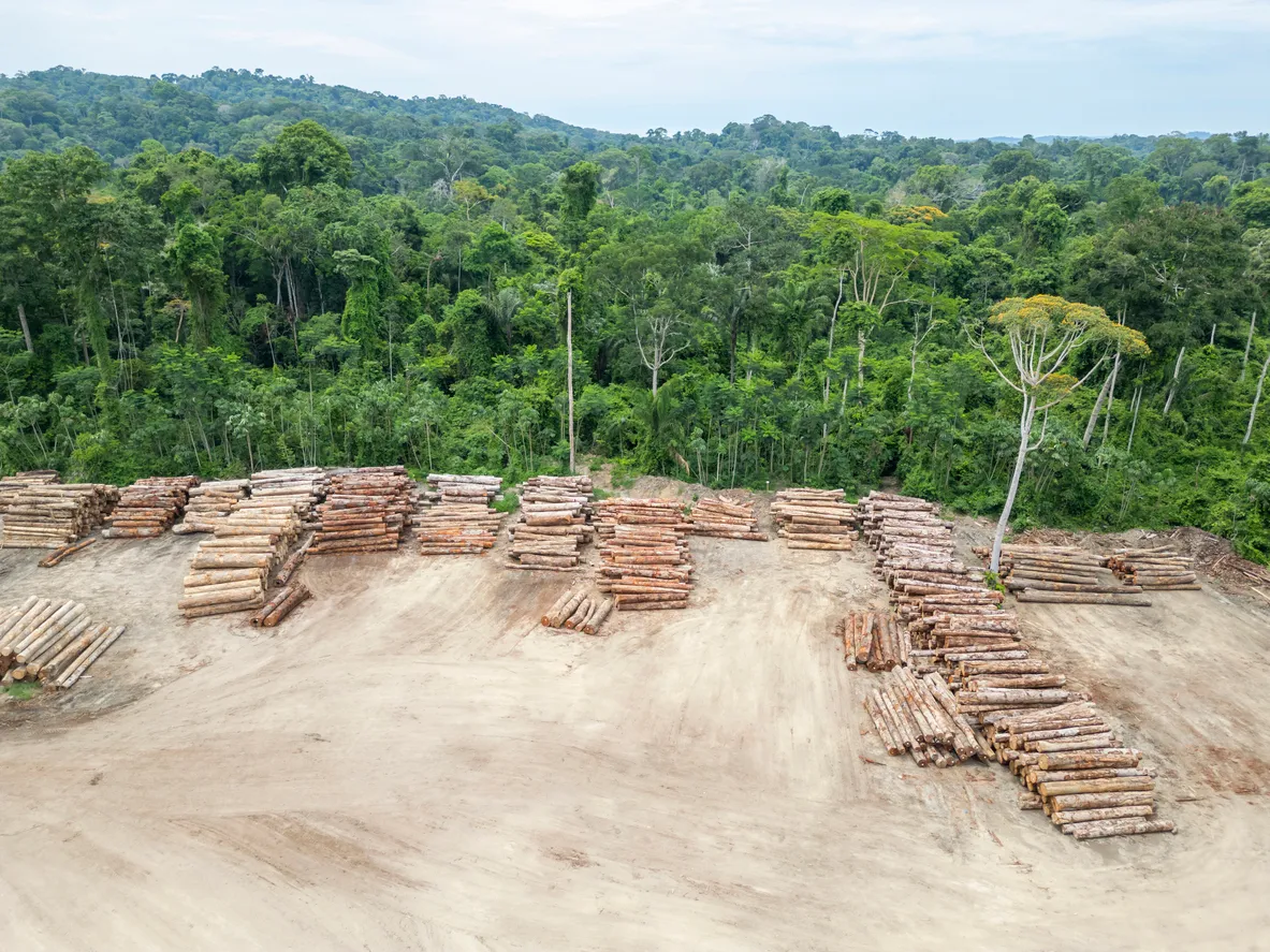 Russian Regions Shift Timber Sales to Digital Platforms