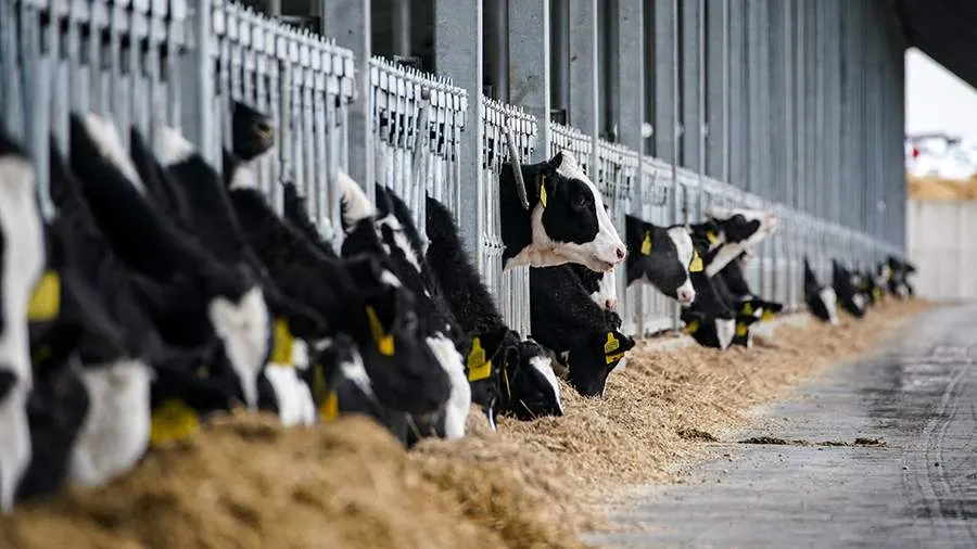 Russian Students Develop AI System to Monitor Cattle Health