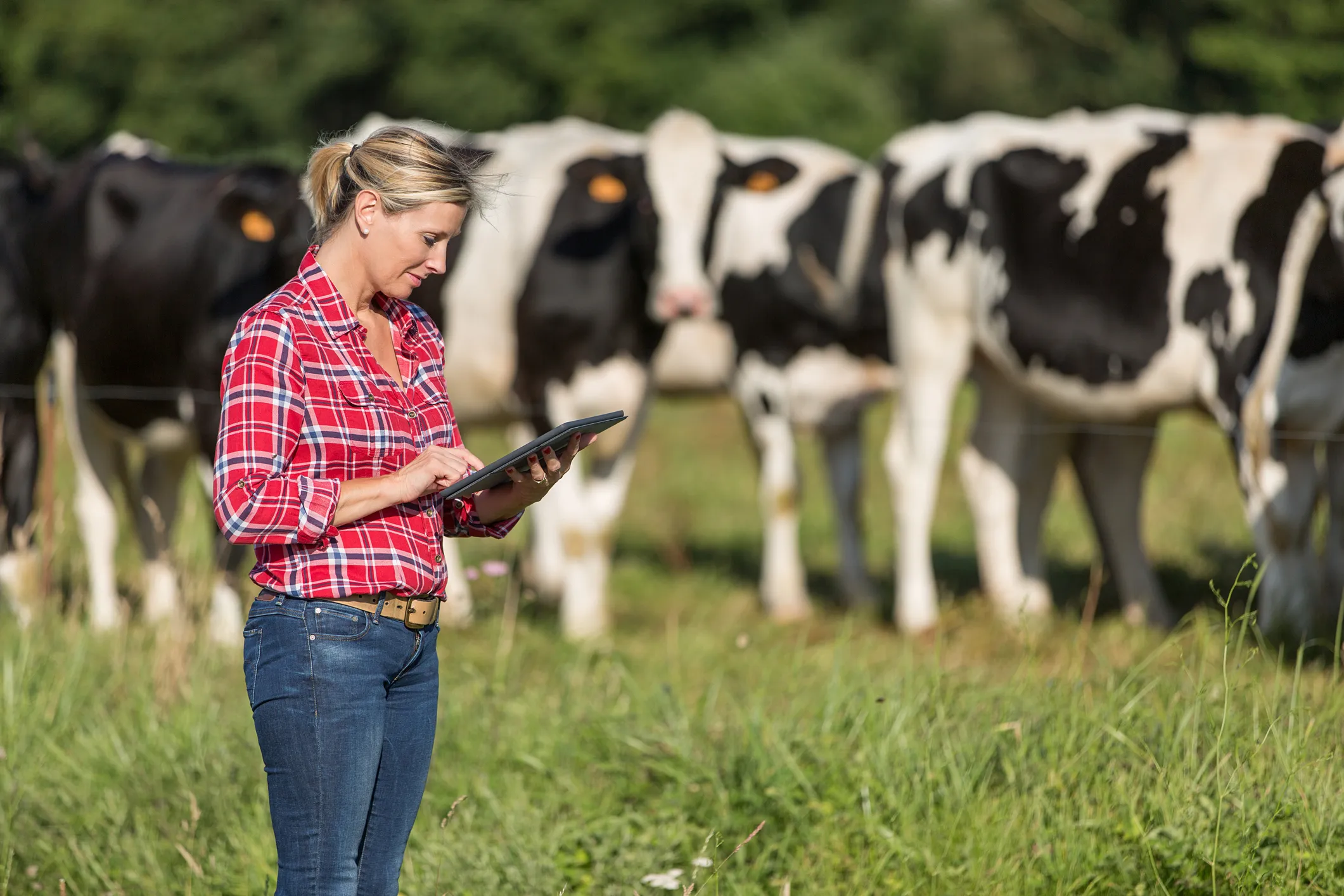 Russia Is Using AI to Spot Lameness in Cattle Before Farmers Can See It