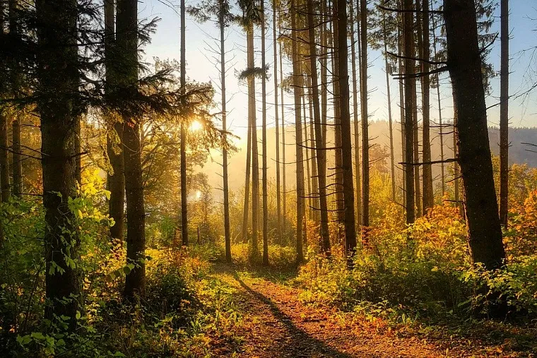 AI to Speed Up Forest Restoration in Tyumen Region