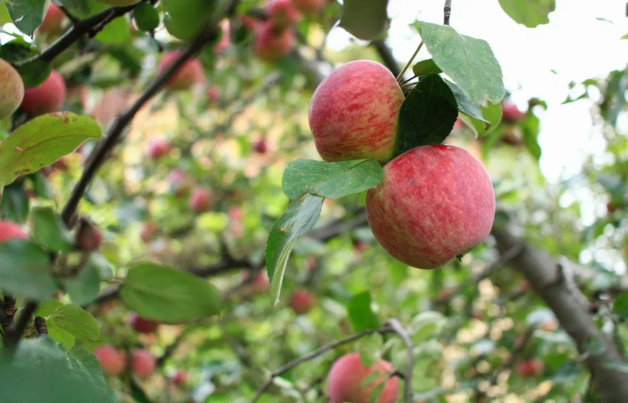 Neural Network Trained to Detect Rotten Fruit and Vegetables From Ordinary Photos